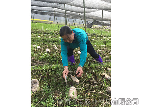 衡陽(yáng)縣領(lǐng)導在基地指導羊肚菌采收-(1)