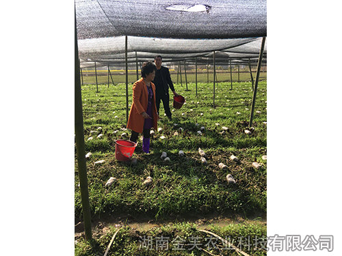 衡陽(yáng)縣領(lǐng)導在基地指導羊肚菌采收-(2)