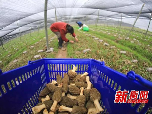 湖南金芙農業(yè)科技有限公司,湖南農業(yè)科技發(fā)展,蛹蟲(chóng)草,藥用菌