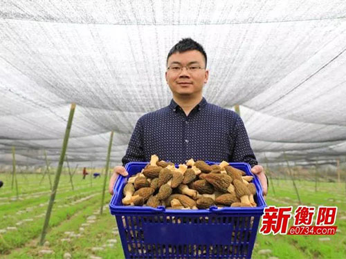 湖南金芙農業(yè)科技有限公司,湖南農業(yè)科技發(fā)展,蛹蟲(chóng)草,藥用菌