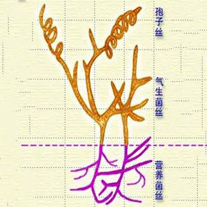 湖南金芙農業(yè)科技有限公司,羊肚菌,蛹蟲(chóng)草鮮品,蛹蟲(chóng)草干品,蟲(chóng)草超微粉,蟲(chóng)草酒哪里好