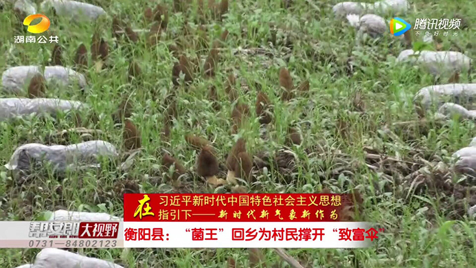 湖南金芙農業(yè)科技有限公司,羊肚菌,蛹蟲(chóng)草鮮品,蛹蟲(chóng)草干品,蟲(chóng)草超微粉,蟲(chóng)草酒哪里好