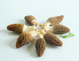 湖南金芙農業(yè)科技有限公司,湖南蛹蟲(chóng)草,湖南羊肚菌,蛹蟲(chóng)草,羊肚菌,龍新,蟲(chóng)草酒哪里好,衡陽(yáng)食用菌,衡陽(yáng)羊肚菌,衡陽(yáng)蛹蟲(chóng)草