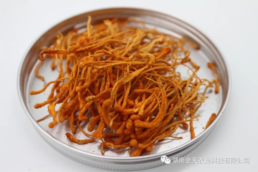 湖南金芙農業(yè)科技有限公司,湖南蛹蟲(chóng)草,湖南羊肚菌,蛹蟲(chóng)草,羊肚菌,龍新,蟲(chóng)草酒哪里好,衡陽(yáng)食用菌,衡陽(yáng)羊肚菌,衡陽(yáng)蛹蟲(chóng)草