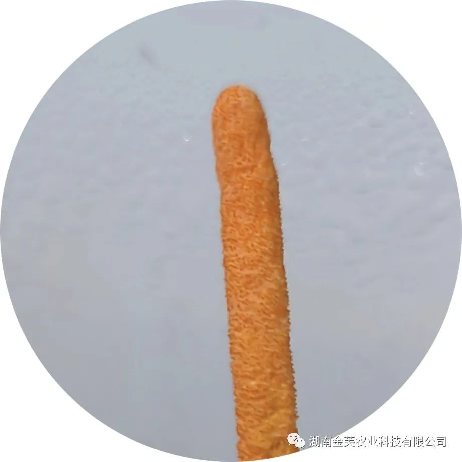 湖南金芙農業(yè)科技有限公司,湖南蛹蟲(chóng)草,湖南羊肚菌,蛹蟲(chóng)草,羊肚菌,龍新,蟲(chóng)草酒哪里好,衡陽(yáng)食用菌,衡陽(yáng)羊肚菌,衡陽(yáng)蛹蟲(chóng)草