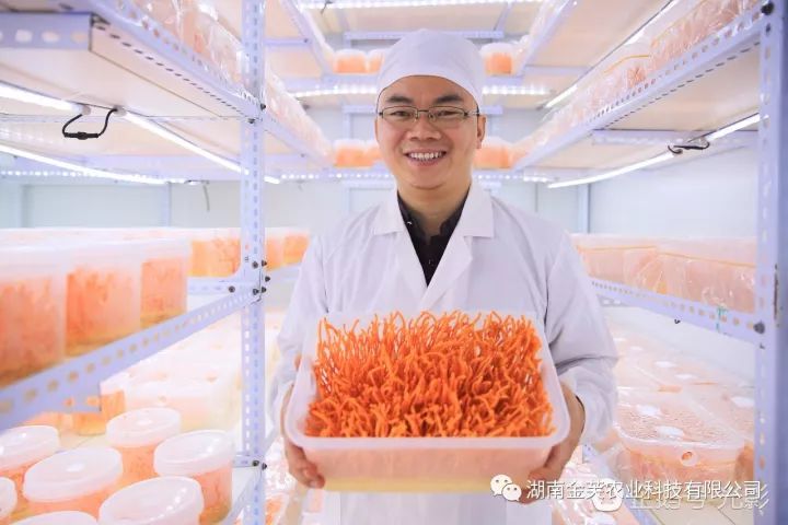 湖南金芙農業(yè)科技有限公司,湖南蛹蟲(chóng)草,湖南羊肚菌,蛹蟲(chóng)草,羊肚菌,龍新,蟲(chóng)草酒哪里好,衡陽(yáng)食用菌,衡陽(yáng)羊肚菌,衡陽(yáng)蛹蟲(chóng)草
