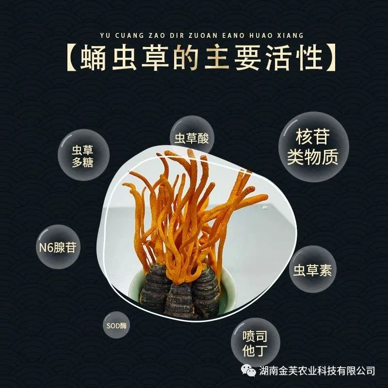 湖南金芙農業(yè)科技有限公司,湖南蛹蟲(chóng)草,湖南羊肚菌,蛹蟲(chóng)草,羊肚菌,龍新,蟲(chóng)草酒哪里好,衡陽(yáng)食用菌,衡陽(yáng)羊肚菌,衡陽(yáng)蛹蟲(chóng)草